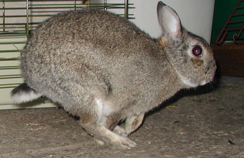 صورة:Rabbit 23 Mar 2005.jpg