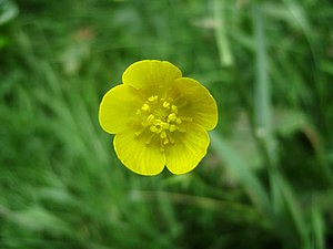 Ranunculus acris