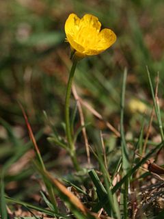 <i>Ranunculus bulbosus</i> Species of flowering plant in the buttercup family Ranunculaceae