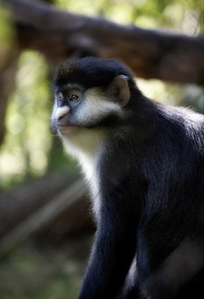 Red-tailed monkey profile.jpg