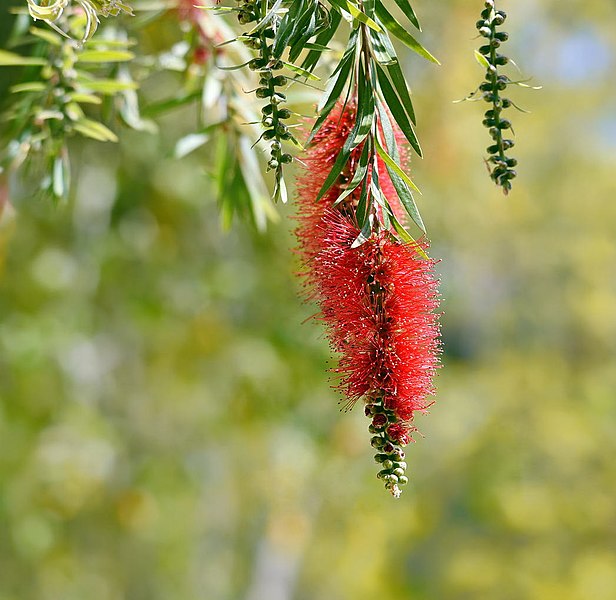 File:Red Bottlebrush Bloom (208016657).jpeg