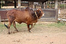 Kleurenfoto van een geelbruine stier met donkere gebieden op het hoofd, de schoft en de dijen.