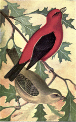 Thumbnail for File:Reed-scarlet-tanager2.png