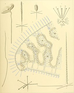 <i>Caulophacus elegans</i> Species of sponge