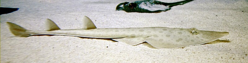 File:Rhinobatos annulatus - Lesser guitarfish - 2515.jpg