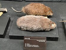 Rhizomys pruinosus - Kunming Natural History Museum of Zoology - DSC02462.JPG