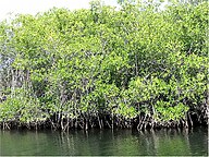 State Plant of The Gabonese Republic