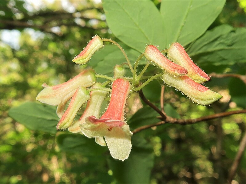File:Rhododendron goyozanense 4.JPG