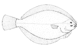 Rhombosolea leporina