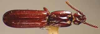 <i>Rhyzodiastes montrouzieri</i> Species of beetle