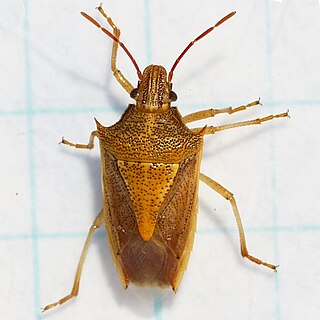 <i>Oebalus pugnax</i> Species of true bug