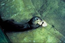 A captive giant otter, when feeding, grasps prey in its forepaws and begins eating immediately, at the head. Riesenotter.jpg