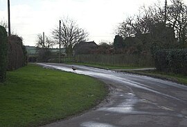 Road and pheasant at Foul End, Hurley, Warwickshire - geograph.org.uk - 108605.jpg