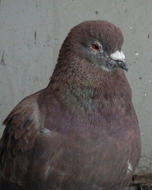 Rock Dove (Columba livia)