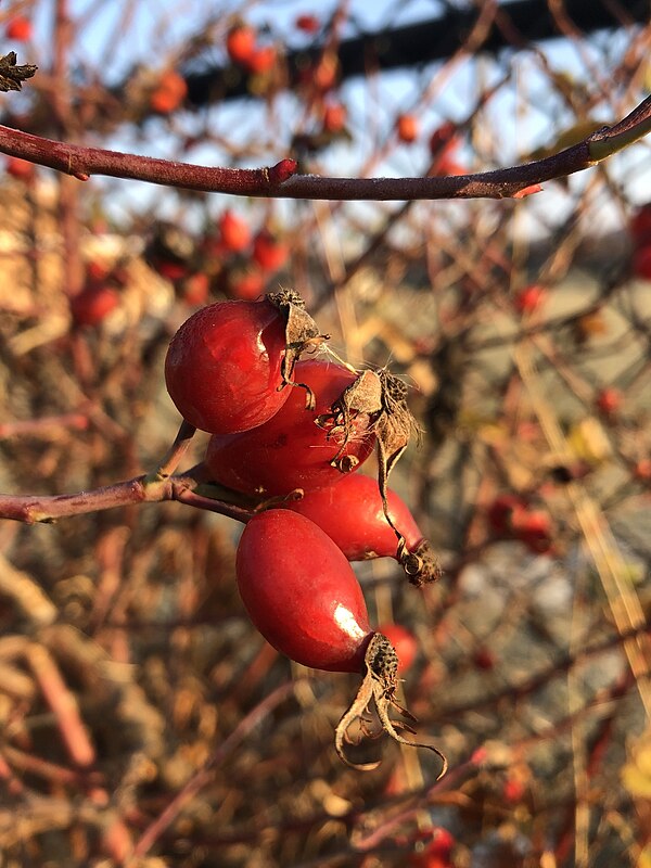 The rose-hips.