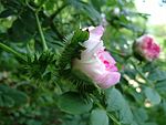 Rosa roxburghii flower.JPG