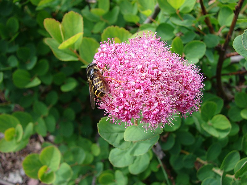 File:Rosy spiraea and polinating bee (933cdcf93de340d7936b03df5dc45915).JPG