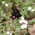 houstonia (Rubi) blüht ähnl