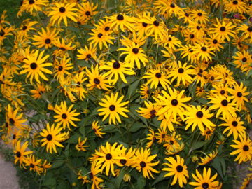 Rudbekija