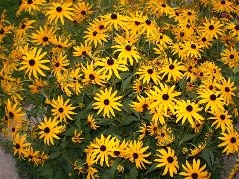 File:Rudbeckia.jpg