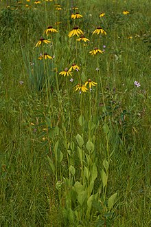 Rudbeckia grandiflora var. alismifolia.jpg