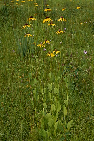 <i>Rudbeckia grandiflora</i> Species of flowering plant