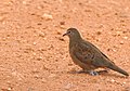 Ruddy Ground Dove (Columbina talpacoti) (28775619510).jpg
