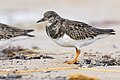 * Nomination A ruddy turnstone in winter plumage. --Alexis Lours 07:57, 3 November 2023 (UTC) * Promotion  Support Good quality. --Ermell 08:48, 3 November 2023 (UTC)