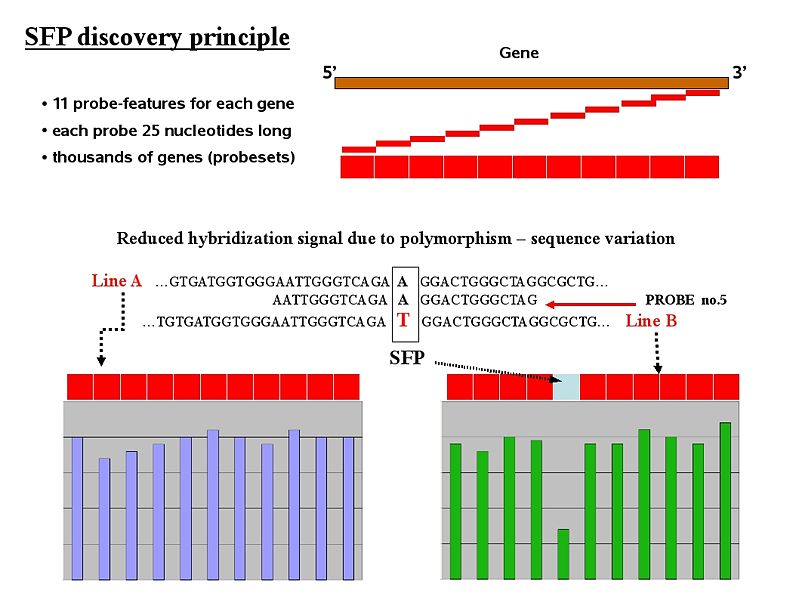 File:SFP discovery principle.jpg