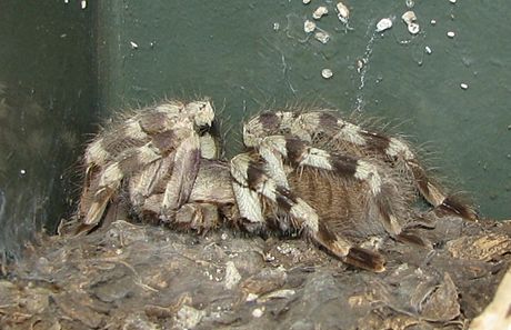 Poecilotheria