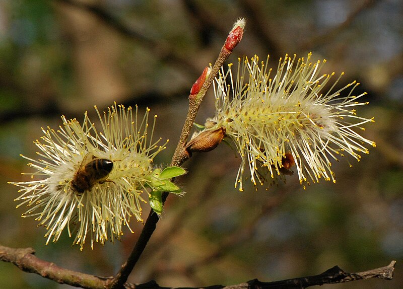 File:Salix caprea silberglanz jd plt 11.jpg