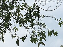 Salix warburgii 1.jpg