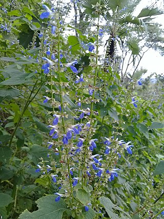 <i>Salvia longispicata</i> Species of shrub