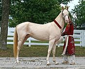 Samovar - - Akhal Teke.jpg