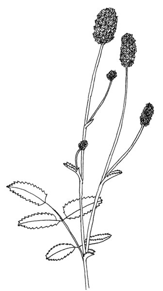 File:Sanguisorba officinalis ellywa.png