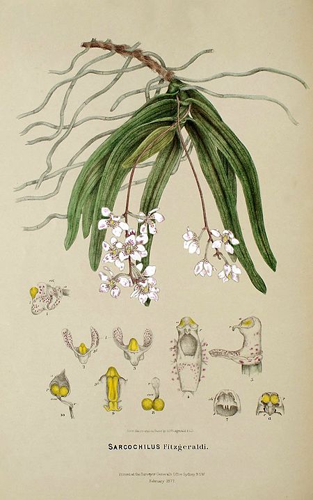 Sarcochilus fitzgeraldii