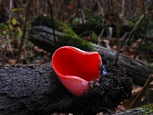 Fruit body growing on wood Sarcoscypha dudleyi 65010.jpg