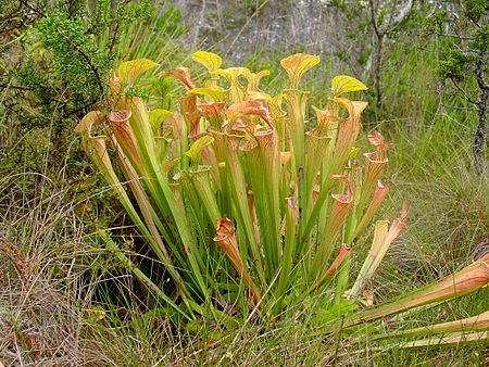 Tập_tin:Sarracenia_oreophila_ne4.jpg