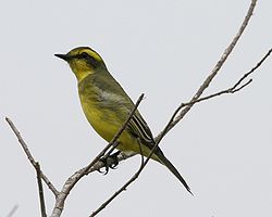 Satrapa icterophrys -Argentina-8.jpg