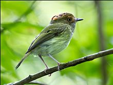 Skala-crested Pygmy-Tirant.jpg