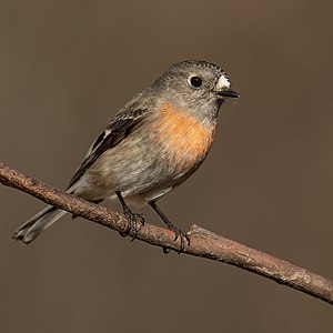 "Scarlet_Robin_female_-_Blackheath.jpg" by User:JJ Harrison