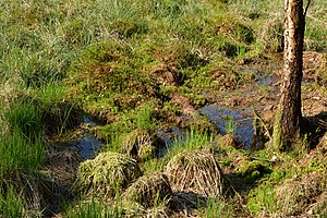 Schleswig-Holstein, Looft, FFH-Gebiet Moore bei Christinenthal NIK 6497.jpg