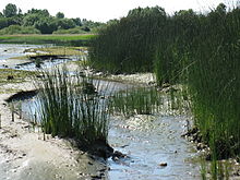 Teichbinsenröhricht ist typisch für naturnahe Uferzonen an der Tideelbe.