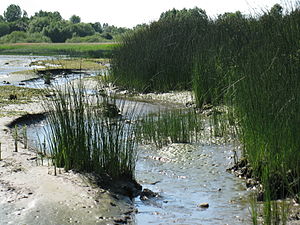 Protected nature on pork and wet sand