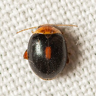 <i>Scirtes orbiculatus</i> Species of beetle