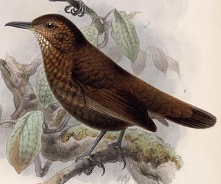 <span class="mw-page-title-main">Scaly-throated leaftosser</span> Species of bird