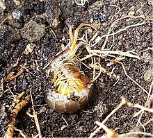Scolopendra abnormis female eggs.jpg