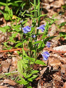 Tarczyca pospolita (Scutellaria galericulata), las, 2020-07-02