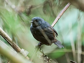 A Scytalopus parkeri - Chusquea Tapaculo.jpg kép leírása.