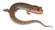 Thumbnail for Seal salamander